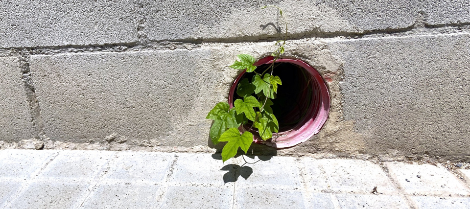 Itxaso Corral: Botanografías Callejeras, Paseando